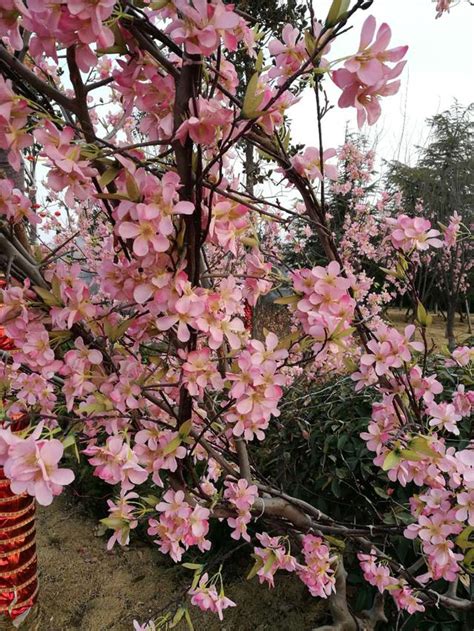 桃花運變好|招桃花的十大秘訣五大方法，一般人我不告訴他 